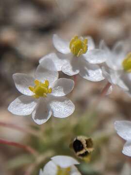 Image of White pygmy-poppy