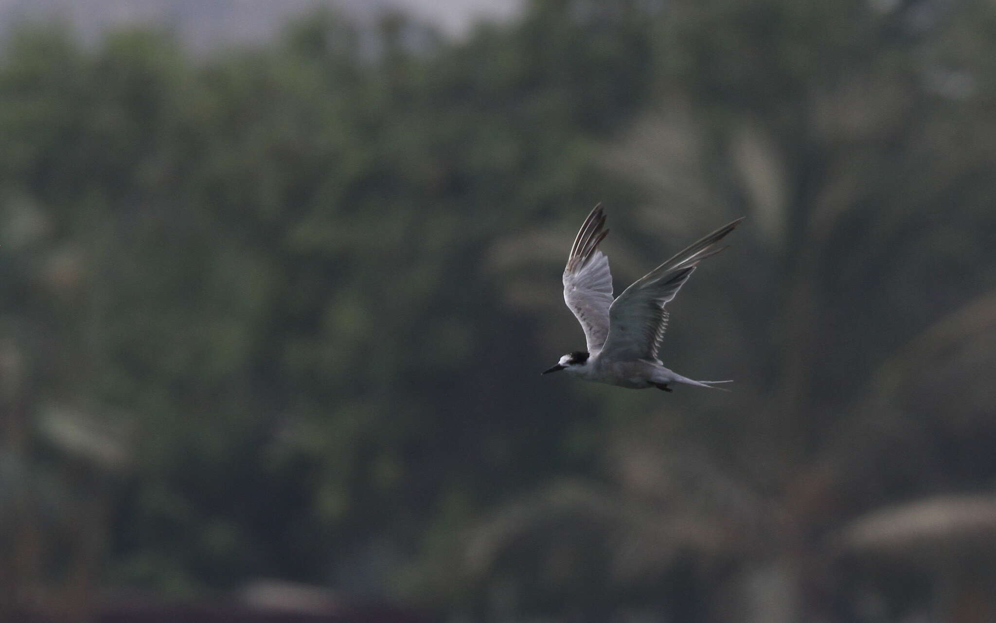 Image of White-cheeked Tern