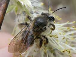 Image of Trout-lily Andrena