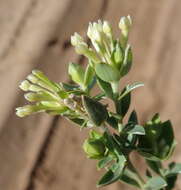 Image of Gnidia sericea (L.) L.