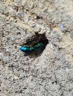 Image of <i>Chrysis iris</i>