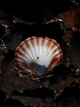 Image of New Zealand scallop