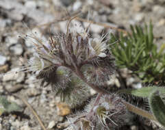 Sivun Phacelia hastata var. compacta (Brand) Cronq. kuva