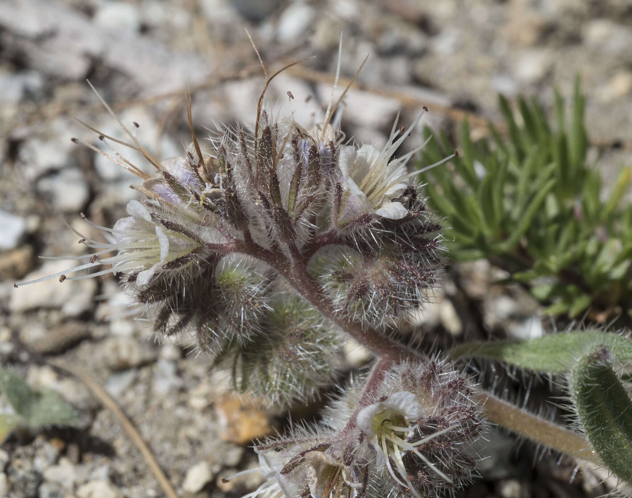 Image of compact phacelia