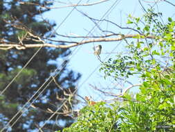 Image of Tawny-flanked Prinia