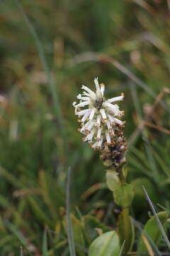 Слика од Lagotis integrifolia (Willd.) Schischk. ex Vikulova