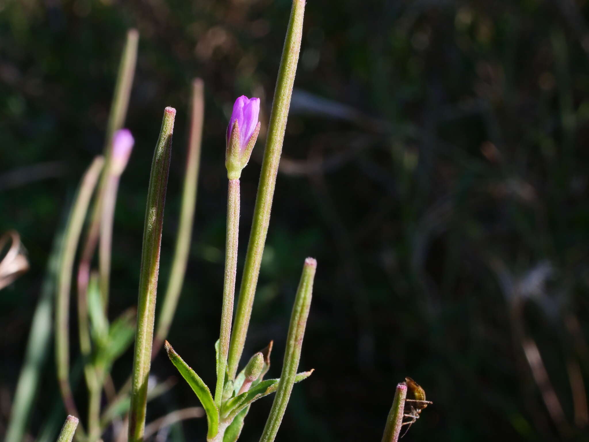 Imagem de Epilobium tetragonum L.