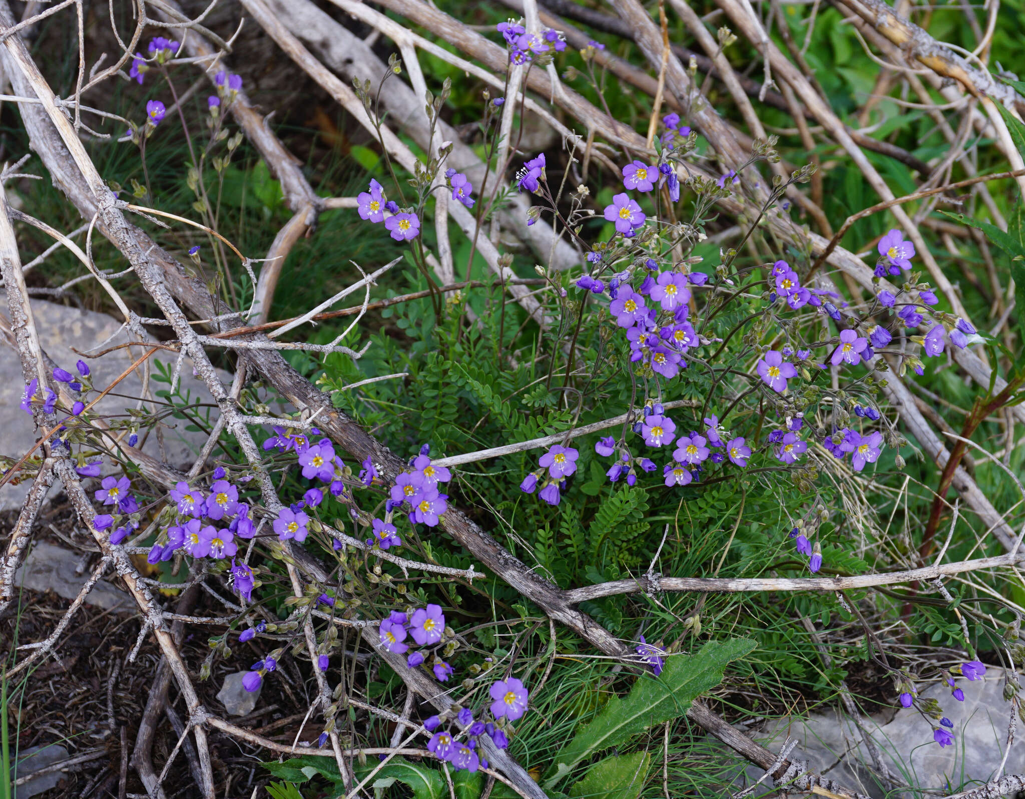 Image de Polemonium pulcherrimum subsp. pulcherrimum