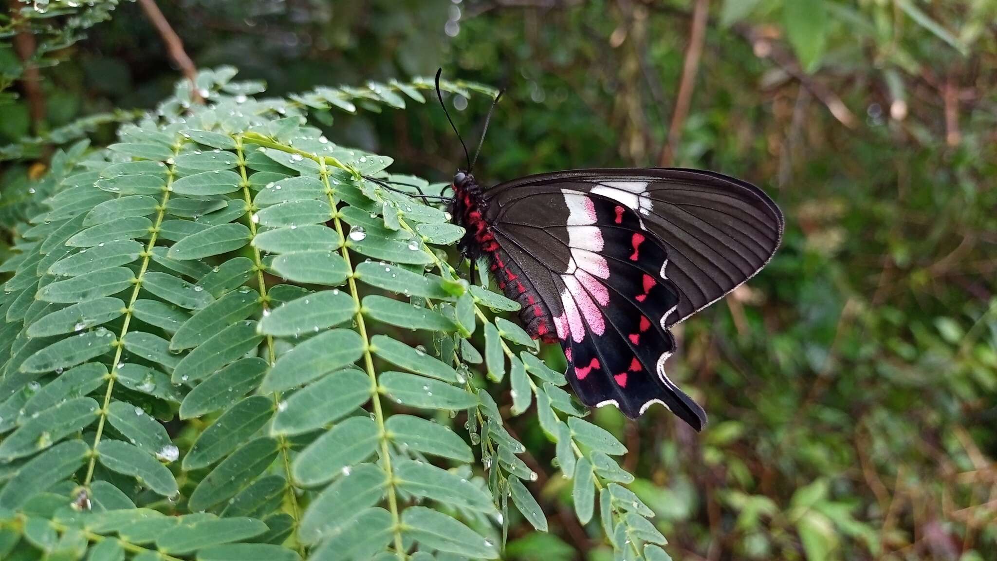 Parides ascanius (Cramer (1775))的圖片