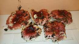 Image of Russula cessans A. Pearson 1950