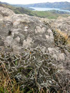 Image of Melicytus alpinus (Kirk) P. J. Garnock-Jones