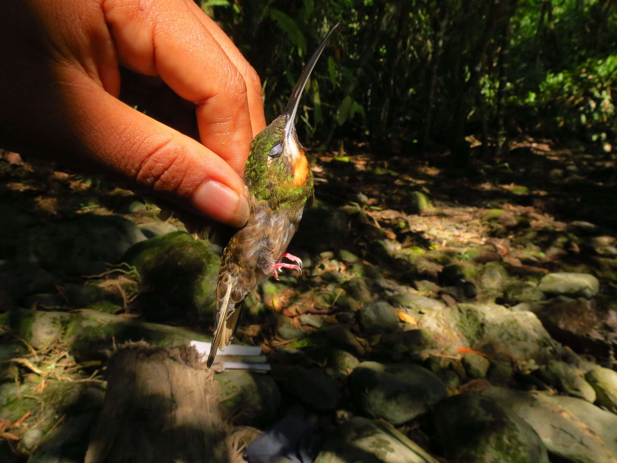 Image of Pale-tailed Barbthroat