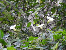 Plancia ëd Ipomoea ampullacea Fern.