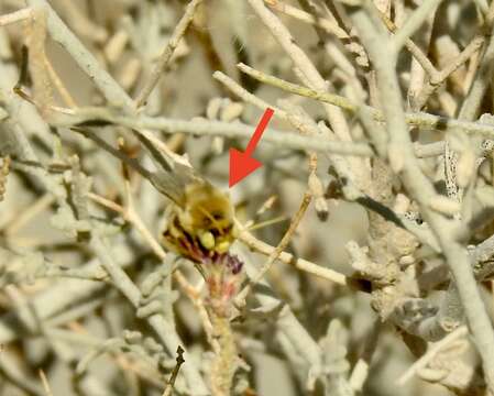 Image of Martinapis occidentalis Zavortink & La Berge 1976