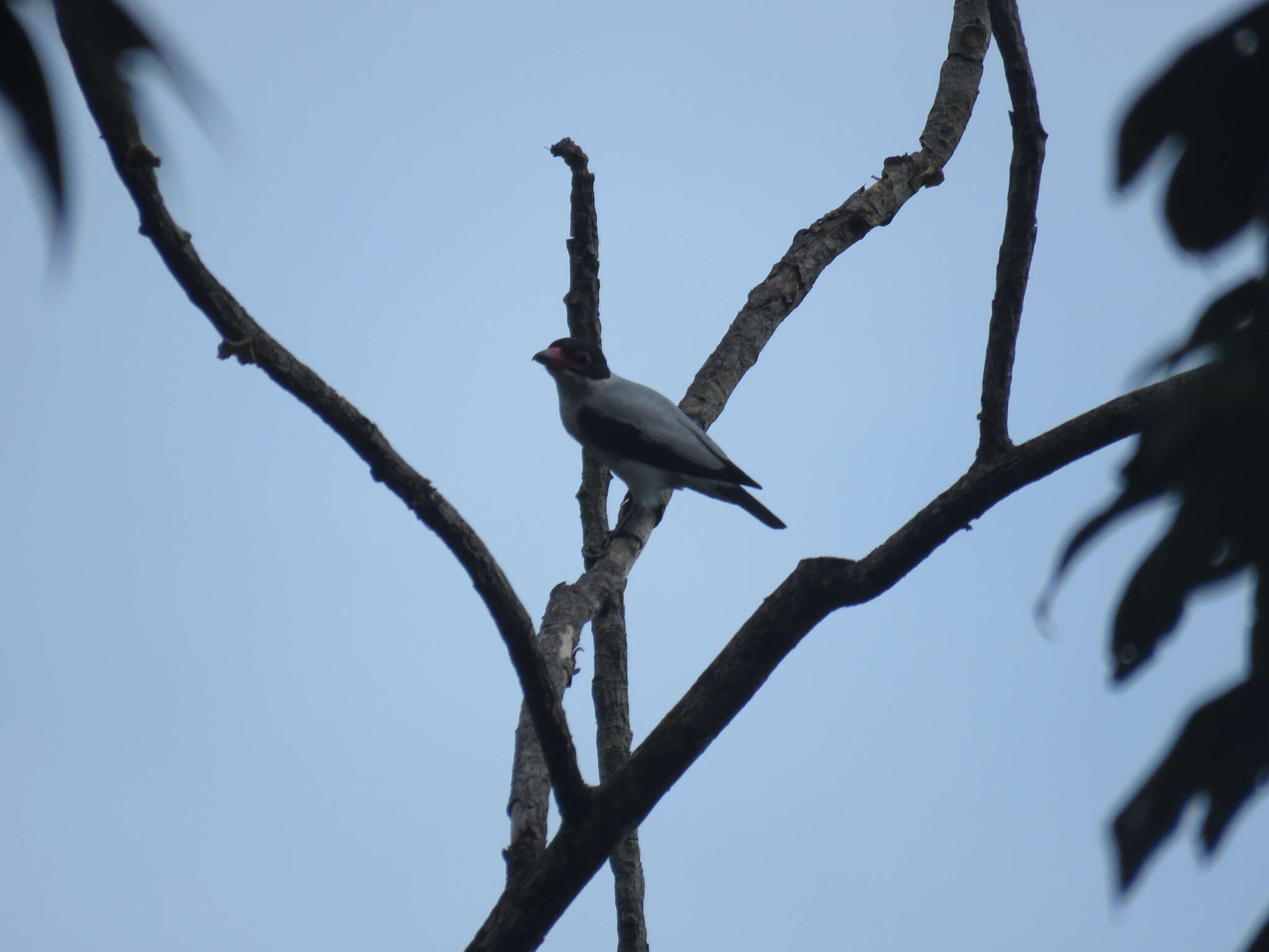 Image of Black-tailed Tityra