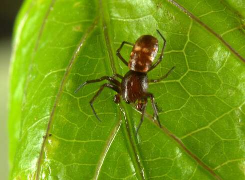 Image of Micrathena patruelis (C. L. Koch 1839)