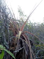 Imagem de Tillandsia huamelulaensis Ehlers