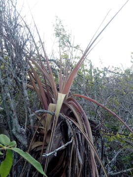 Image of Tillandsia huamelulaensis Ehlers