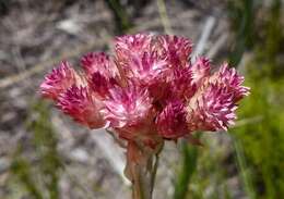 Image de Helichrysum spiralepis Hilliard & Burtt