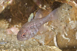 Image of Orange cardinalfish