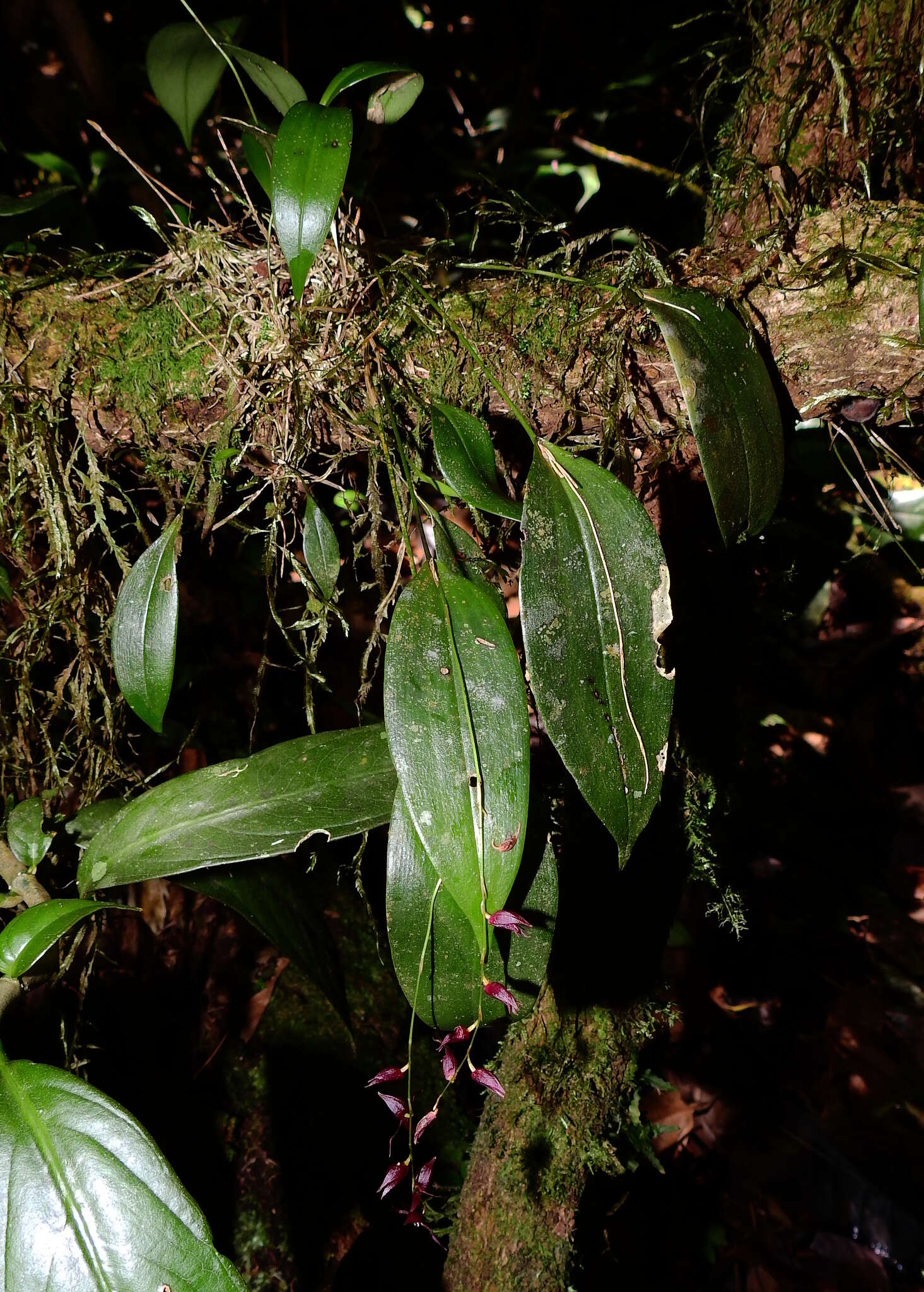 Imagem de Pleurothallis suspensa Luer