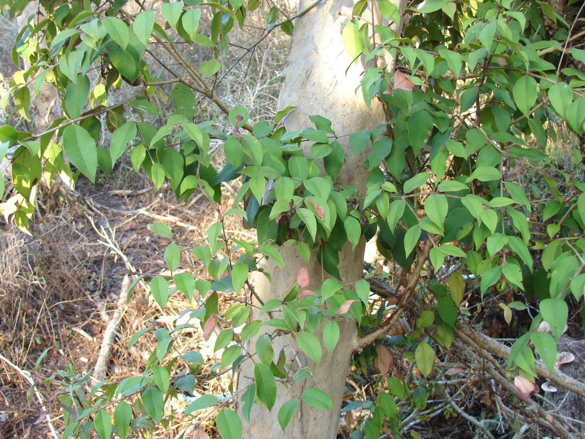 Imagem de Myrcianthes pungens (Berg) C. D. Legrand