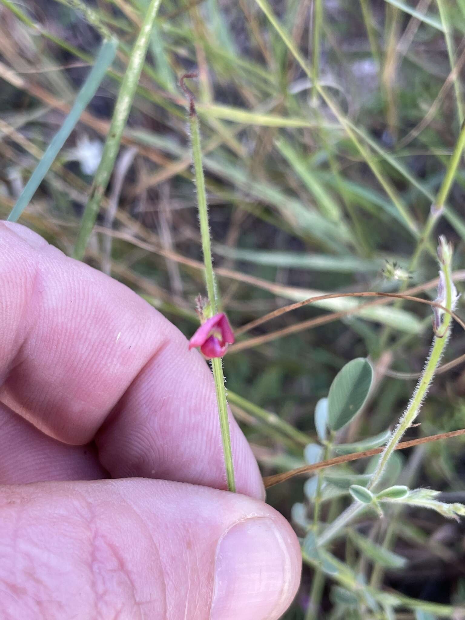 Слика од Tephrosia purpurea subsp. leptostachya (DC.) Brummitt