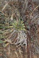 Image of Euphorbia inermis Mill.