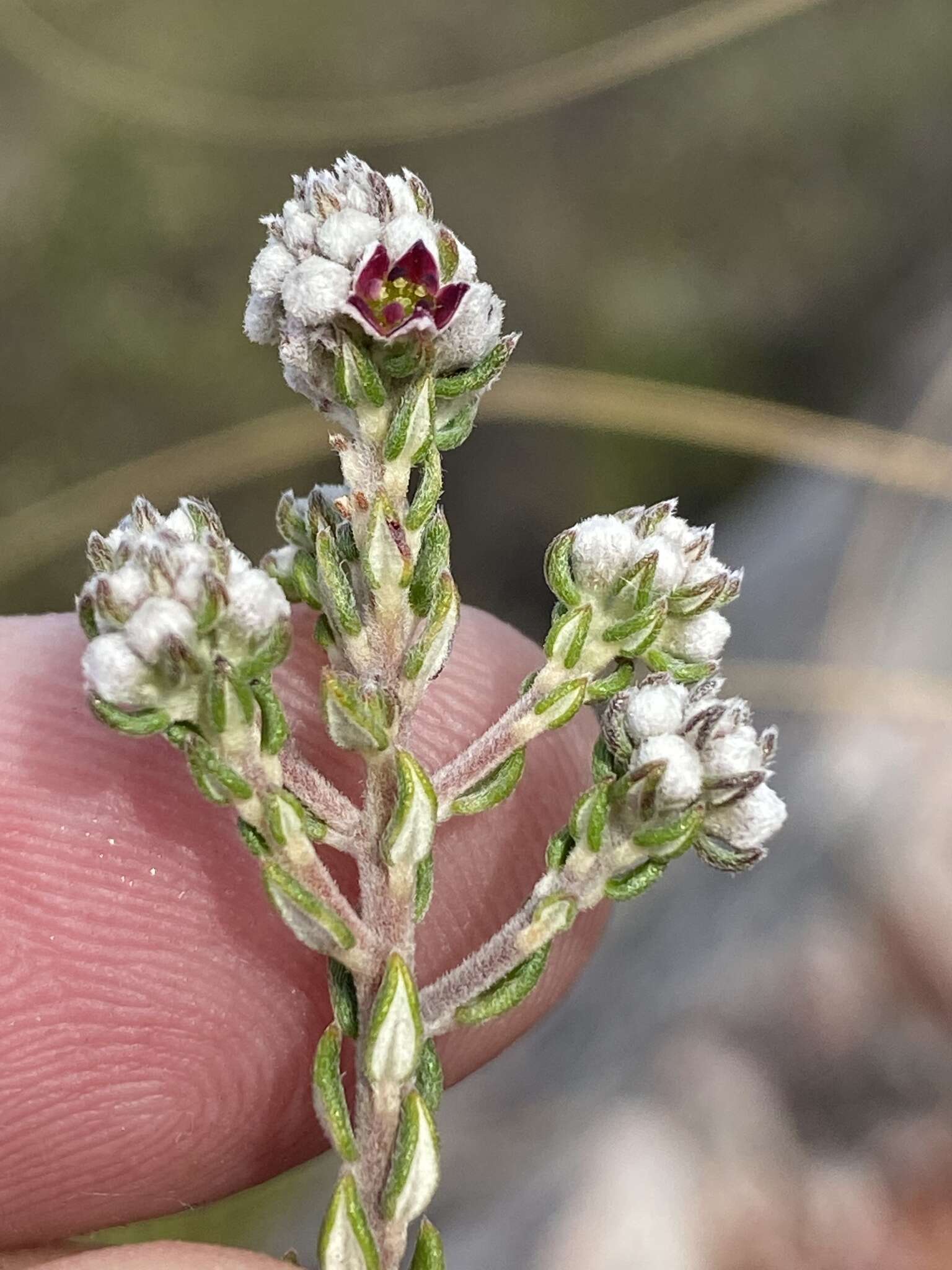 Image of Phylica purpurea var. pearsonii Pillans