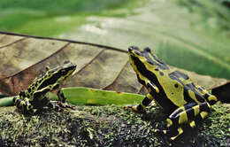 Image of Atelopus spumarius Cope 1871