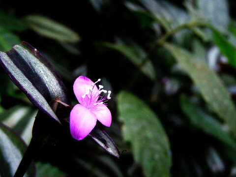 Tradescantia zebrina var. zebrina的圖片