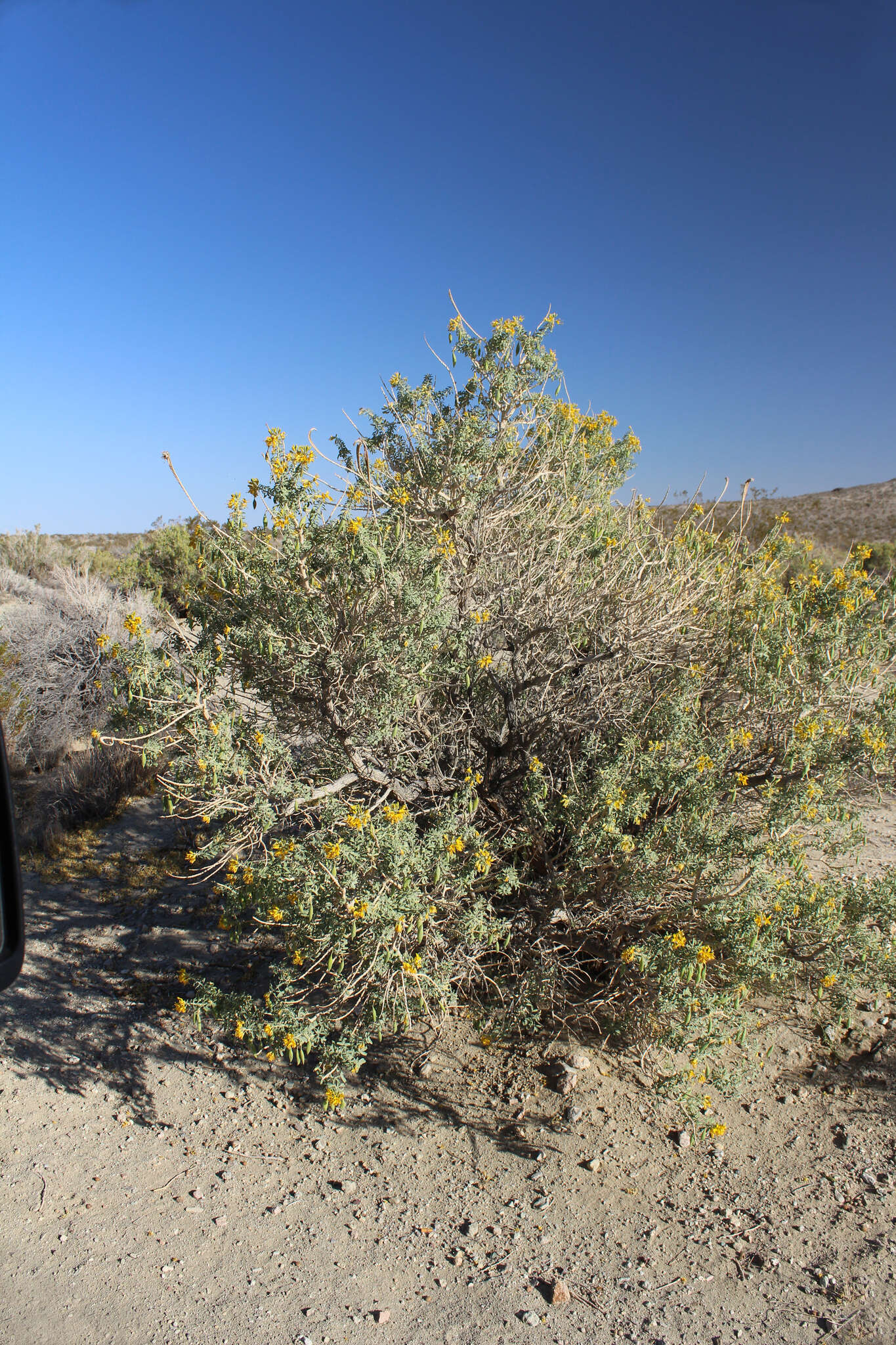 Imagem de Cleomella arborea var. angustata (Parish) J. C. Hall & Roalson