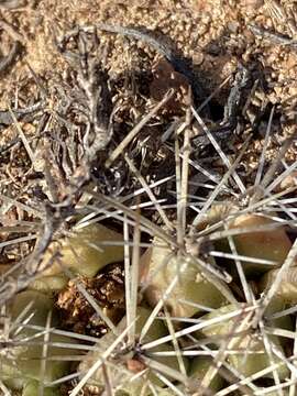 Image de Mammillaria brandegeei subsp. gabbii (J. M. Coult.) D. R. Hunt