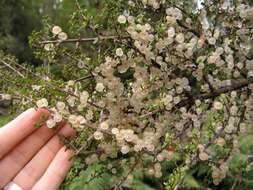 صورة Coprosma dumosa (Cheeseman) G. T. Jane