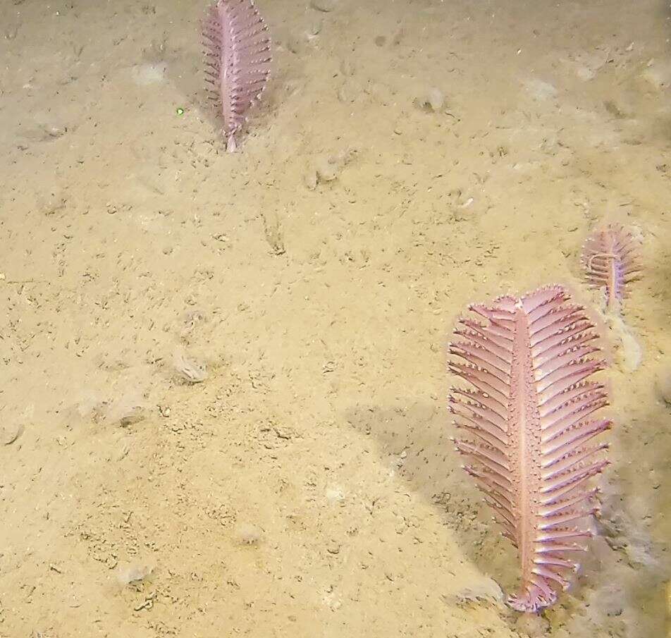 Image of thorny sea pen