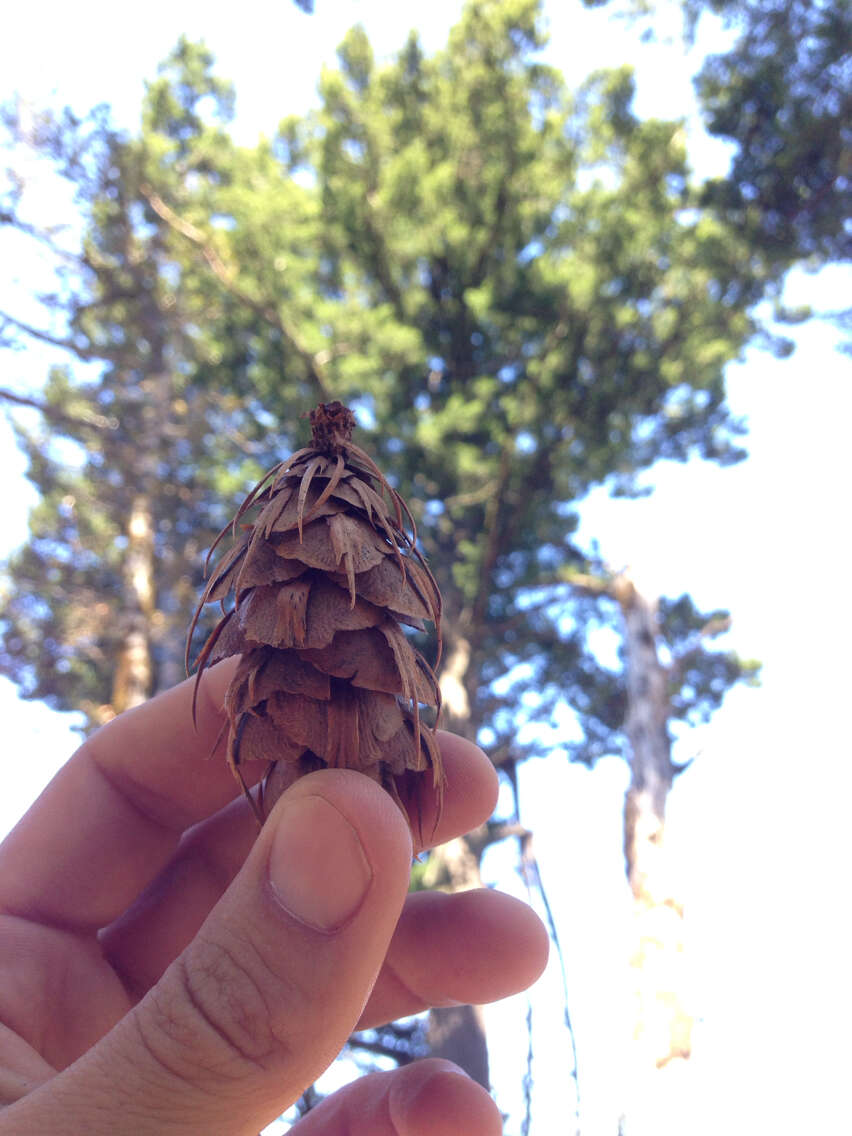 Image of Douglas Fir