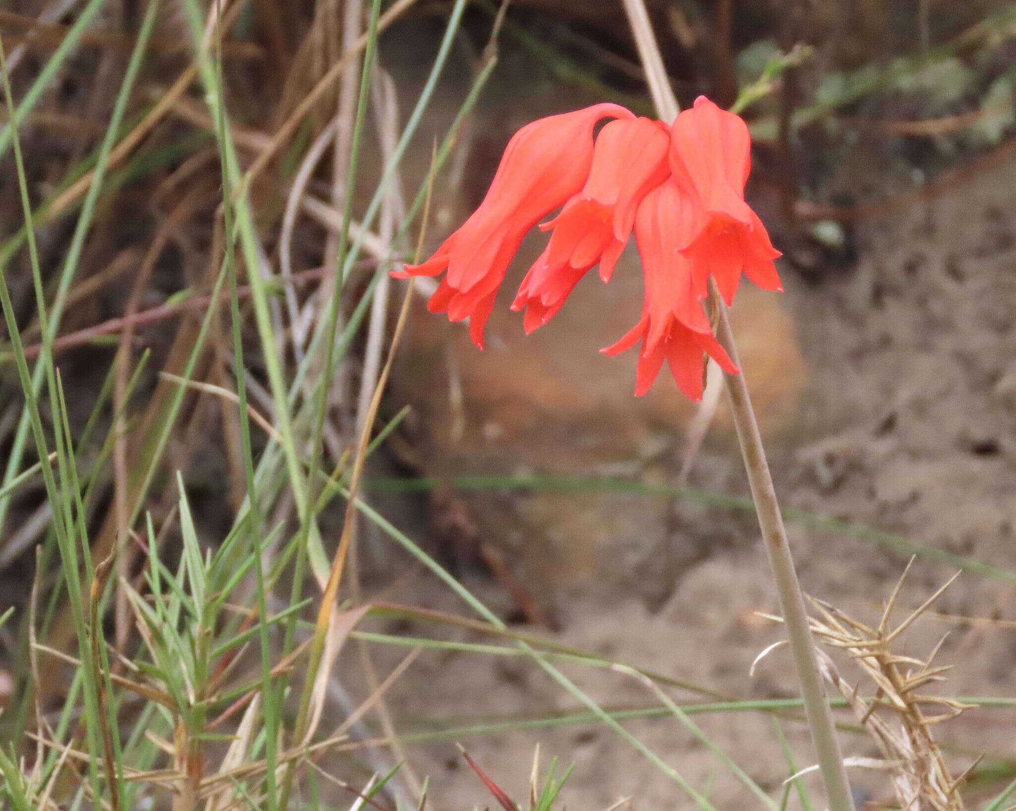 Image of Cyrtanthus staadensis Schönland