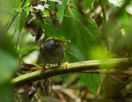 Image of Grey-bellied Tesia