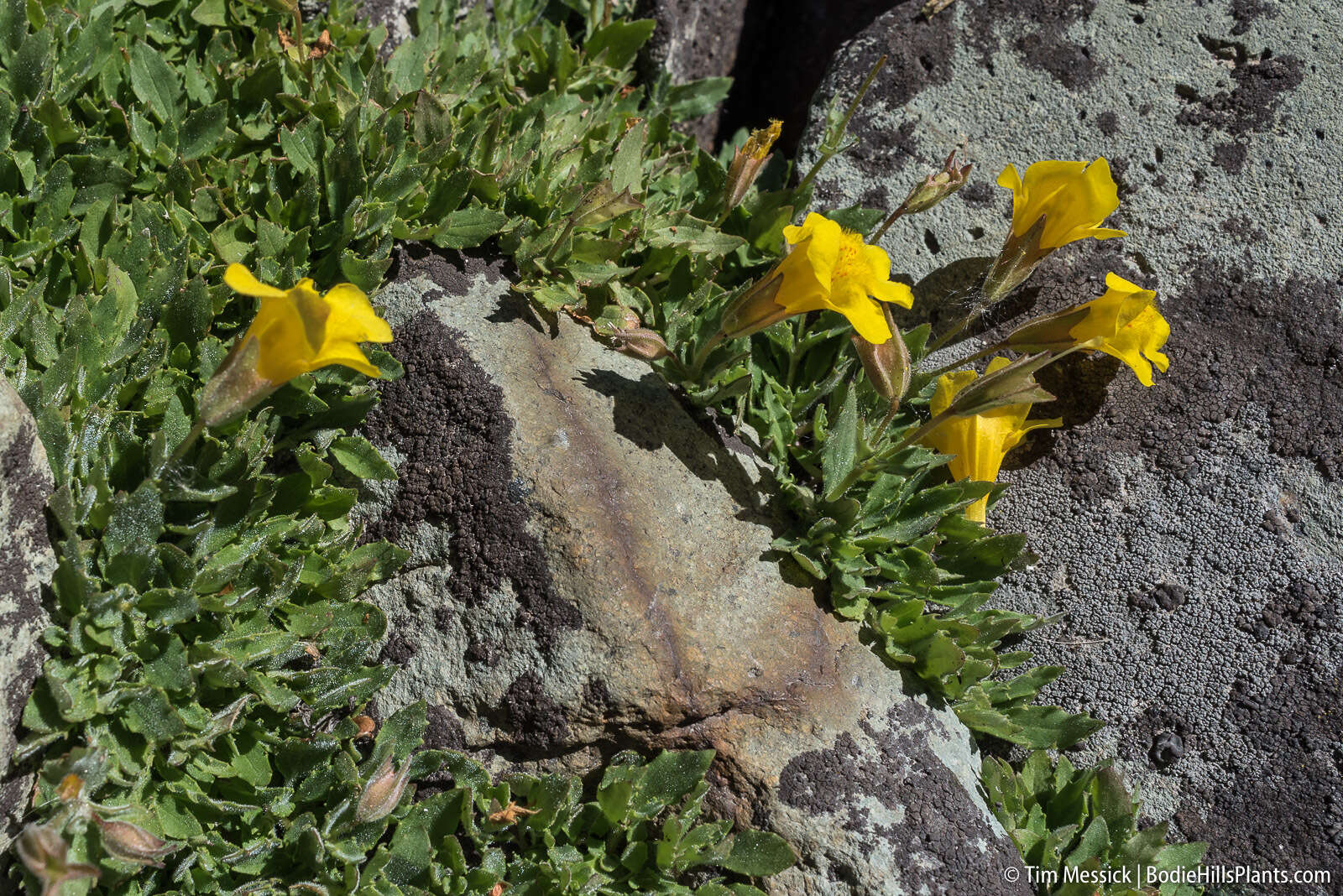 Sivun Erythranthe corallina (Greene) G. L. Nesom kuva