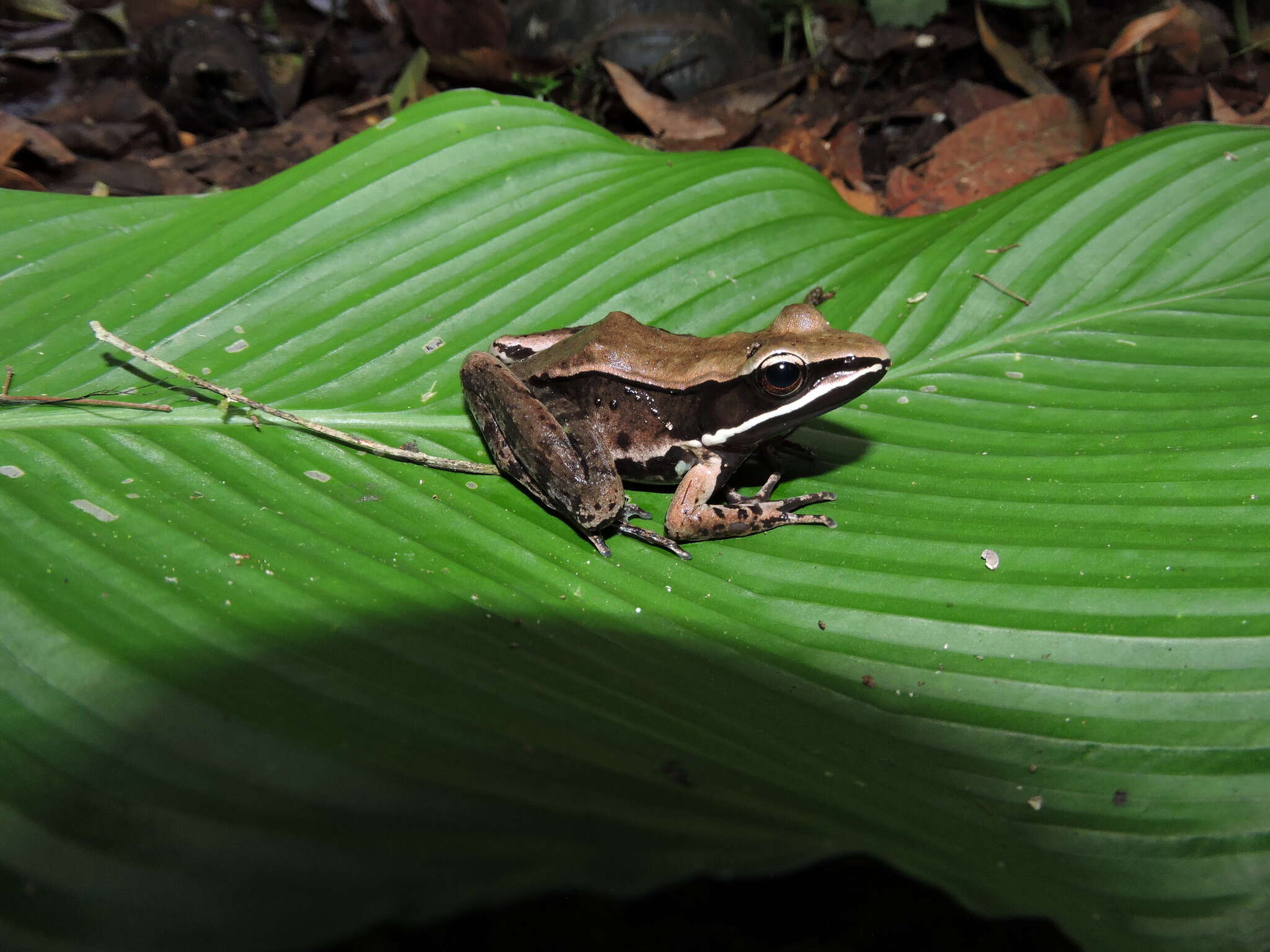 صورة Lithobates sierramadrensis (Taylor 1939)