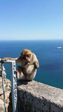 Image of Barbary Ape