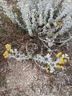 Image of Otanthus maritimus subsp. maritimus