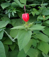 Image of wax mallow