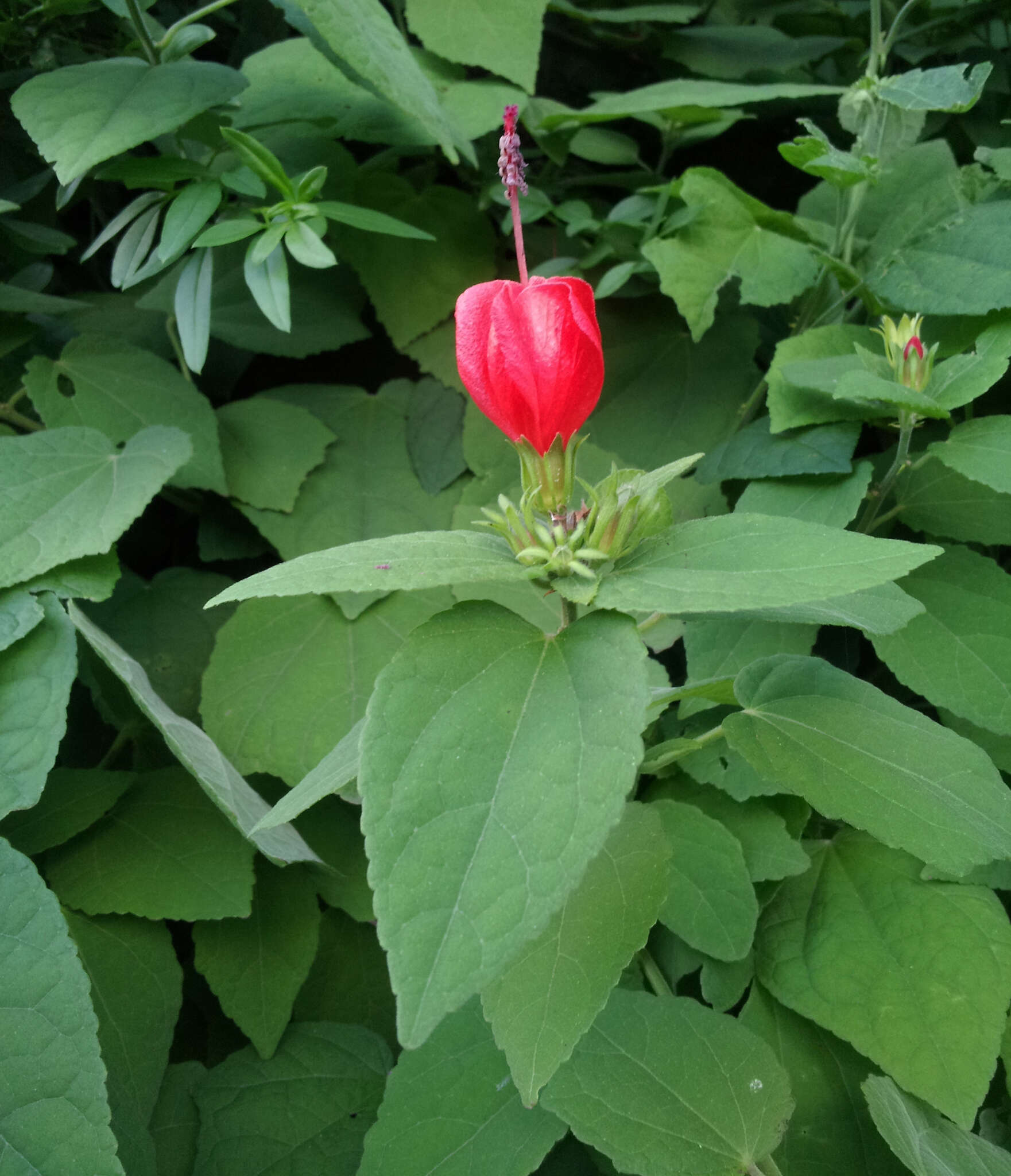 Sivun Malvaviscus arboreus subsp. arboreus kuva