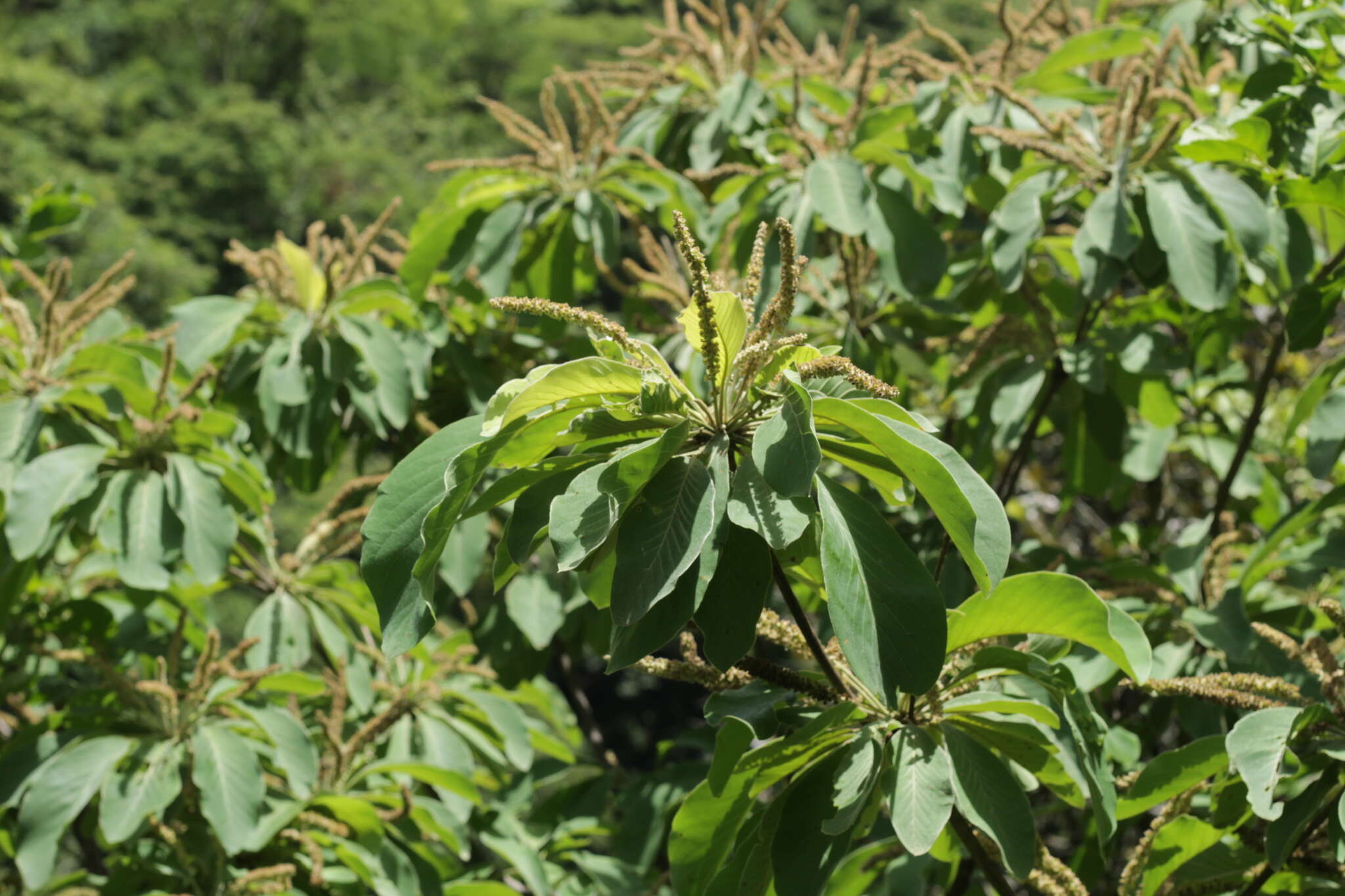 Sivun Terminalia macrostachya (Standl.) Alwan & Stace kuva