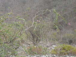 Bougainvillea peruviana Humb. & Bonpl. resmi