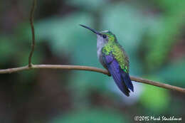 Image of Mexican Woodnymph