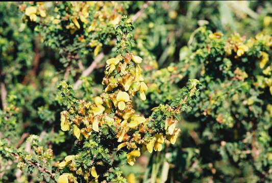 Image of Kotschya recurvifolia (Taub.) F. White