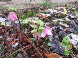 Image de Rose de carême