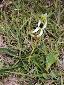 Image of Bipinnula polysyka Kraenzl.